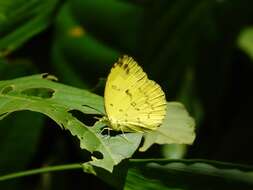 Image of Eurema lacteola (Distant 1886)