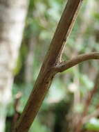 Imagem de Olearia macrodonta Baker