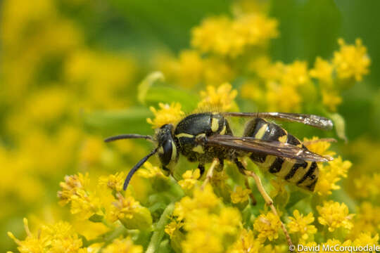 Image of Aerial yellowjacket