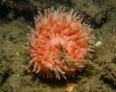 Image of Christmas anemone