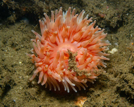 Image of Christmas anemone