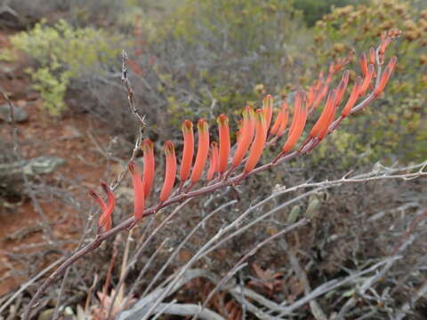 Image of Astroloba rubriflora (L. Bolus) Gideon F. Sm. & J. C. Manning