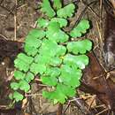 Imagem de Adiantum menglianense Y. Y. Qian