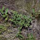 Image of Phyllanthus myrtilloides subsp. shaferi (Urb.) G. L. Webster