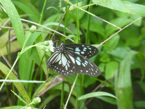 Image of Ideopsis juventa purpurata Butler 1866