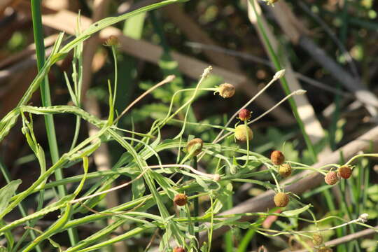 Image of Thurber's Sneezeweed