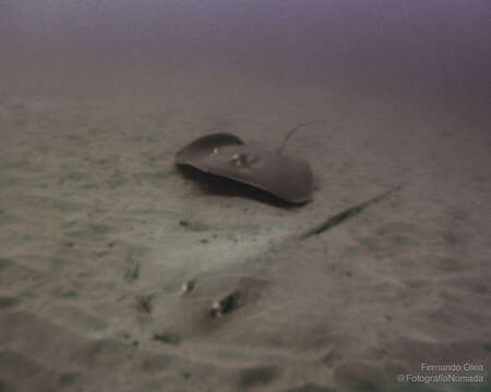 Image of Longtail Stingray