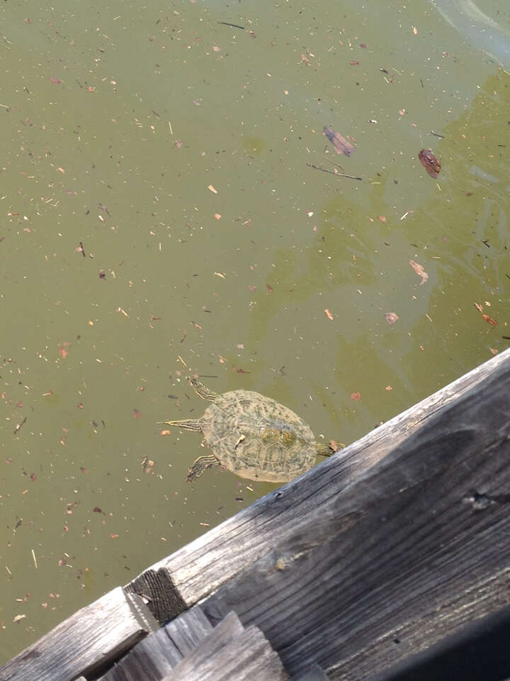 Image of Texas Map Turtle