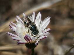 Image of Osmia coloradensis Cresson 1878