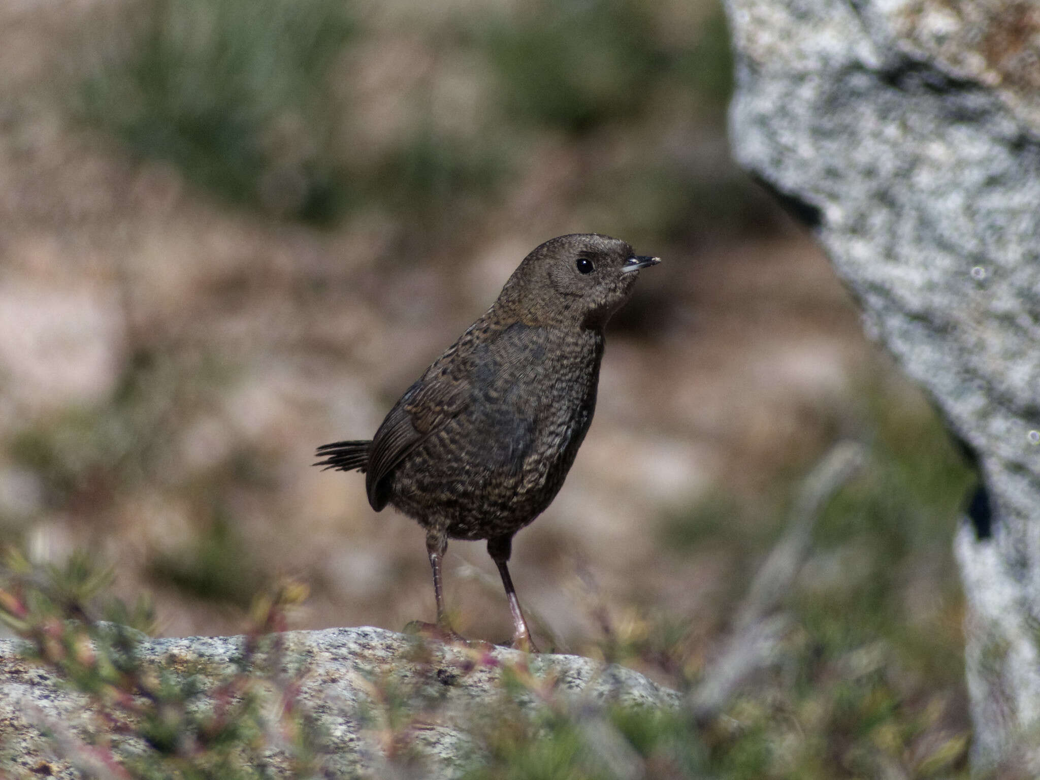 Image of Magellanic Tapaculo