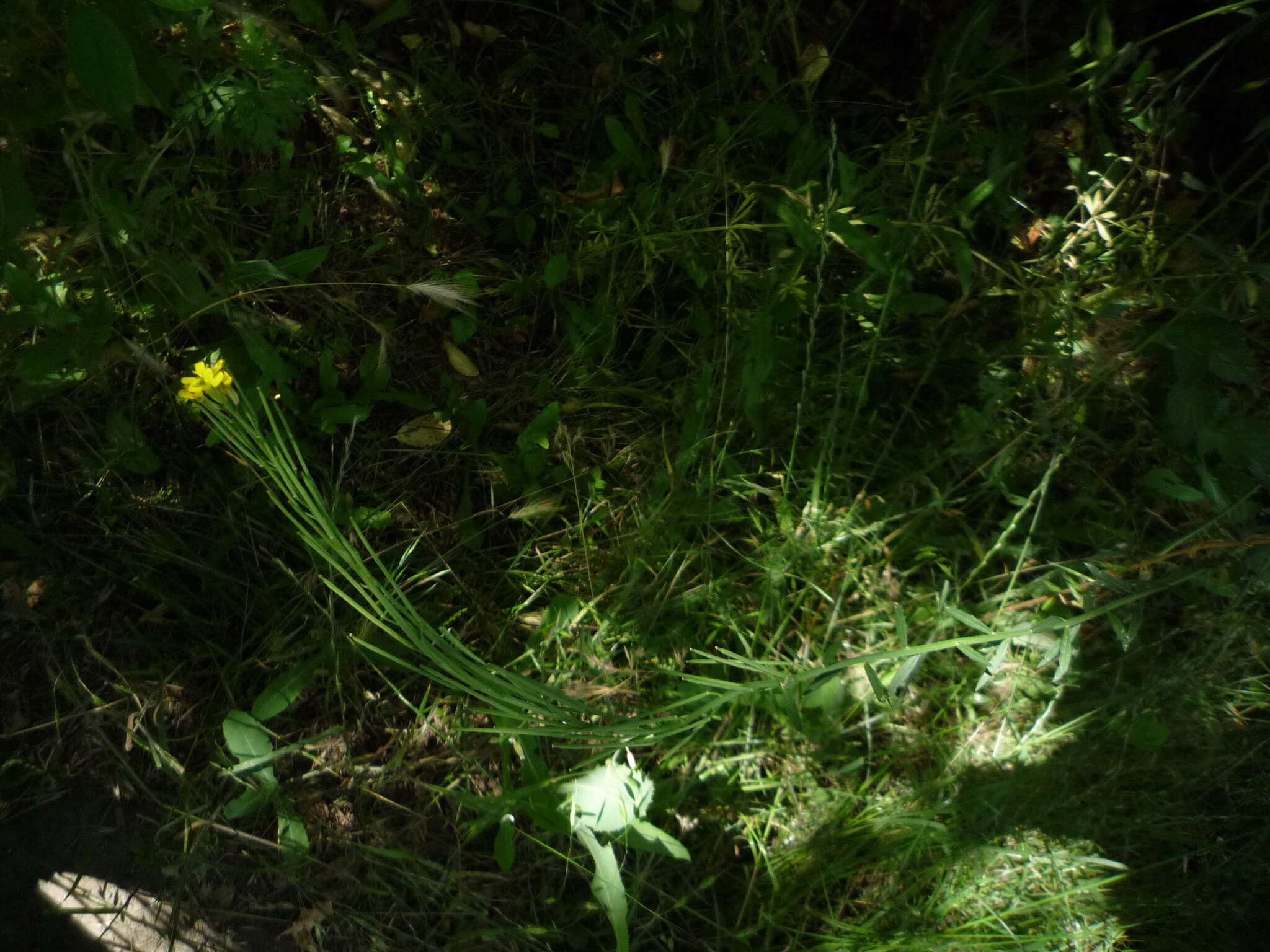 Image of hard wallflower