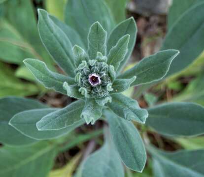 Image of Cynoglossum columnae Ten.