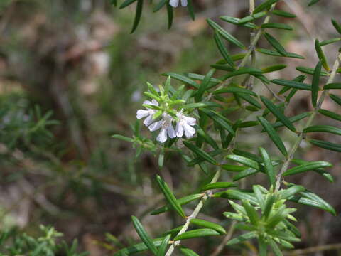 Image of Westringia eremicola A. Cunn. ex Benth.