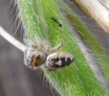 Imagem de Phidippus carolinensis Peckham & Peckham 1909