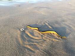 Image of Yellow-bellied sea snake