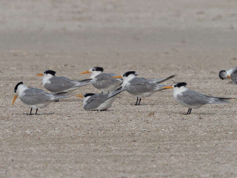 Image of Lesser Crested Tern