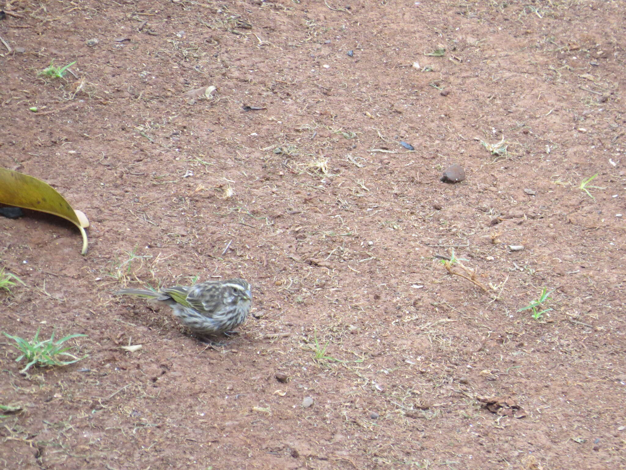 Image of Streaky Seedeater