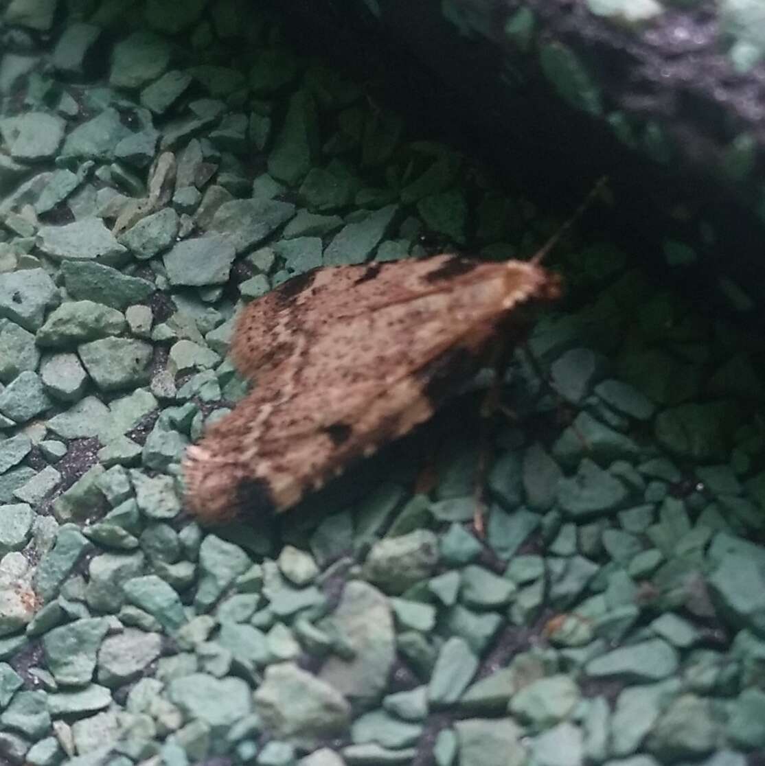 Image of Pink-masked Pyralid Moth