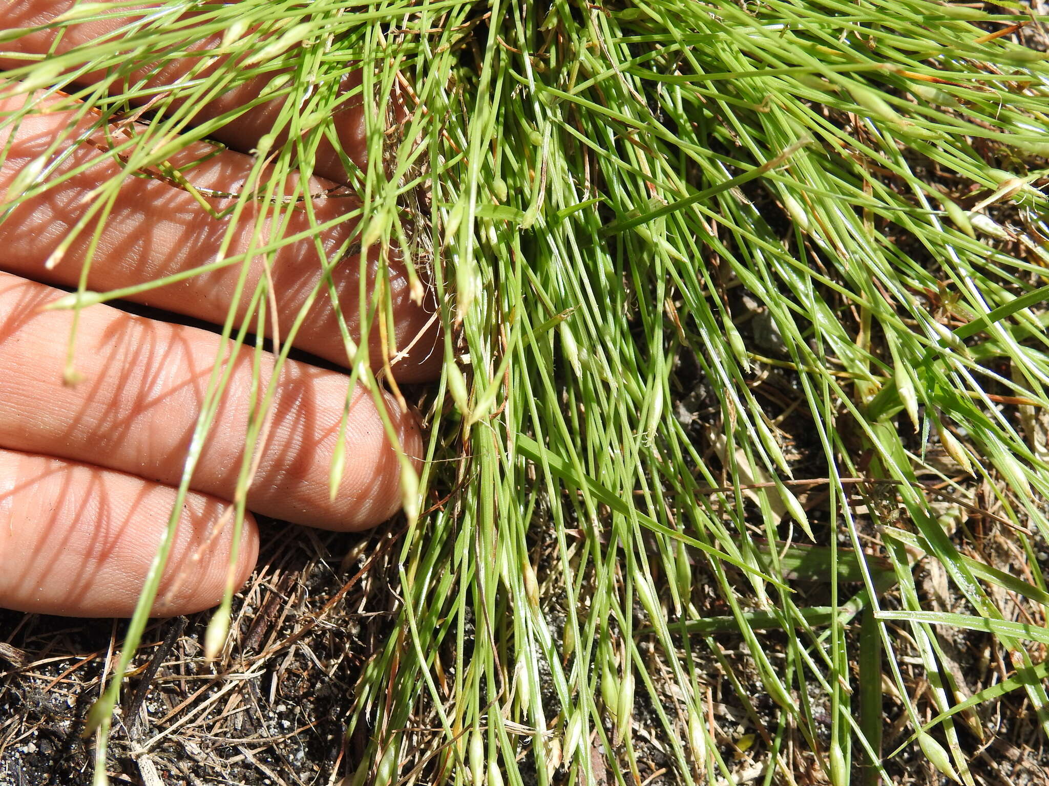 Image of Fimbristylis acicularis R. Br.