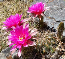 Image of Echinopsis obrepanda (Salm-Dyck) K. Schum.