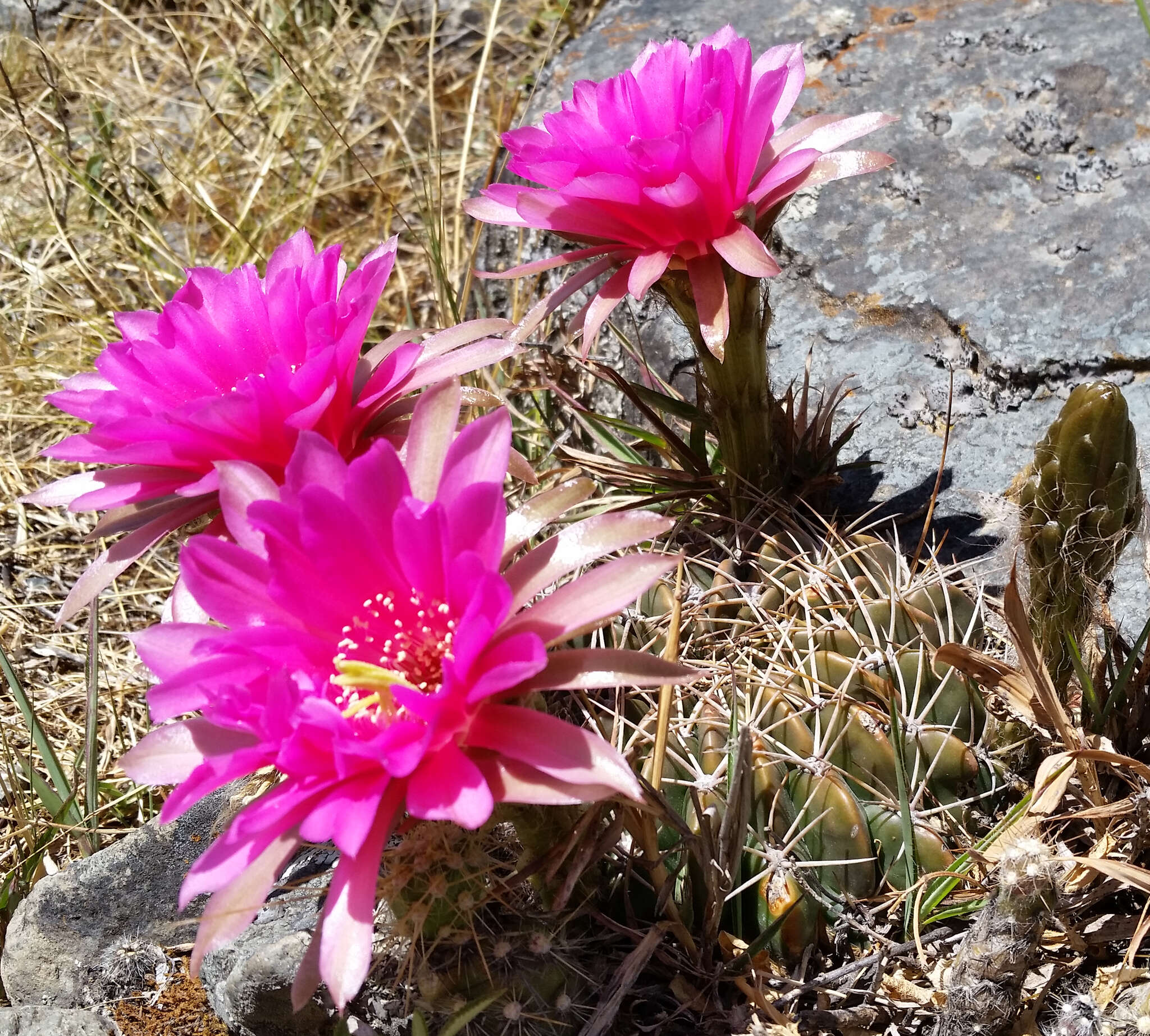 Imagem de Echinopsis obrepanda (Salm-Dyck) K. Schum.