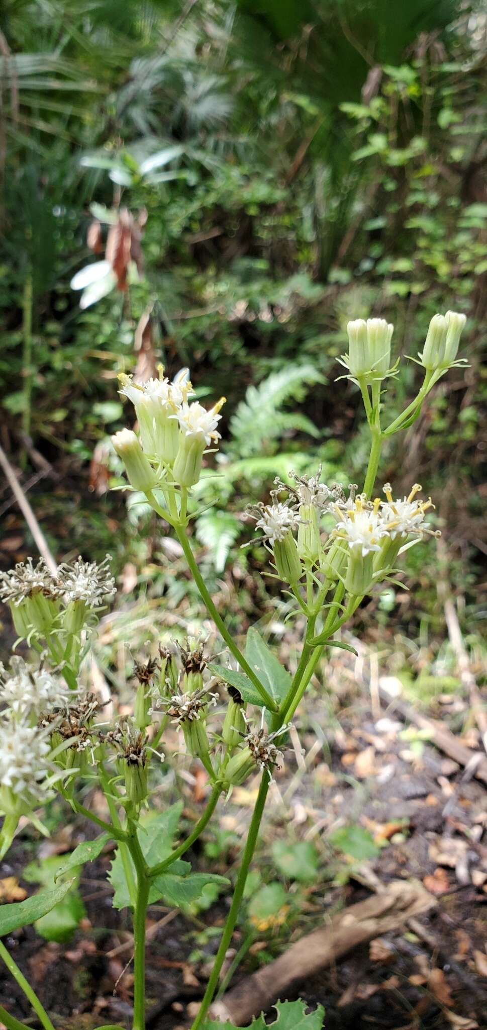 Image of hammockherb