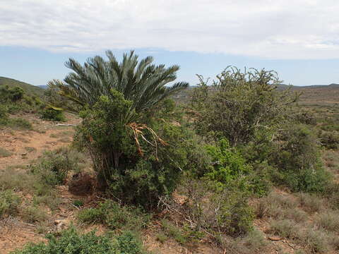 Image of Karoo cycad