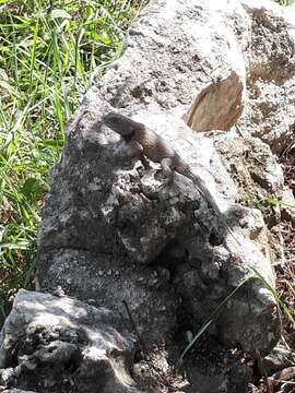 Image of Lundell's Spiny Lizard