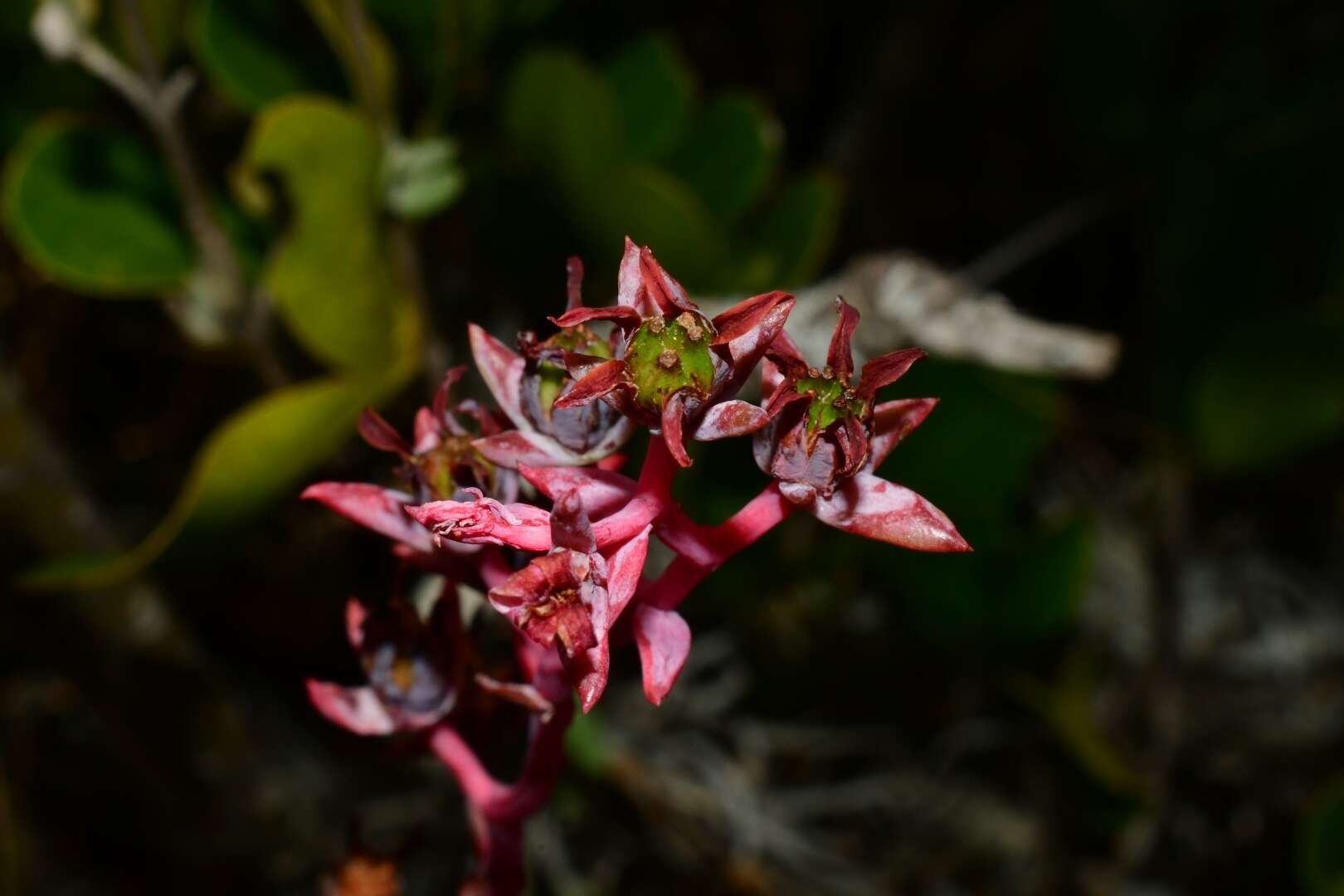 Image of Echeveria heterosepala Rose ex Britton & Rose