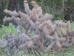 Image de Cylindropuntia prolifera (Engelm.) F. M. Knuth