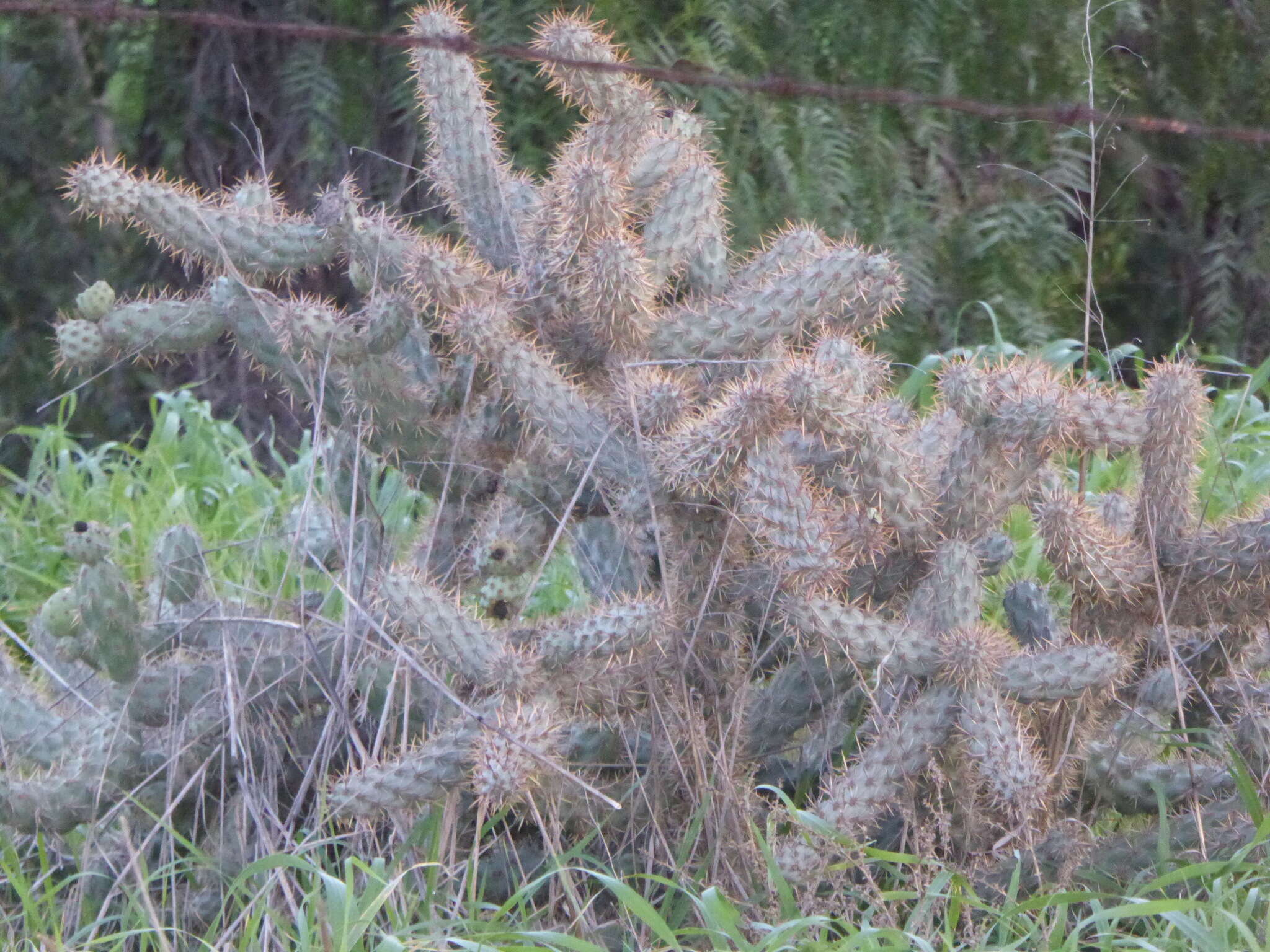 Image of coastal cholla