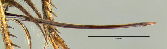 Image of Fall Field Cricket