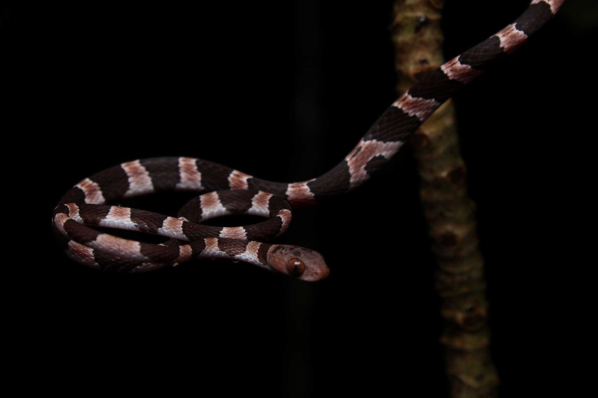 Image of Yucatán Blunthead Snake