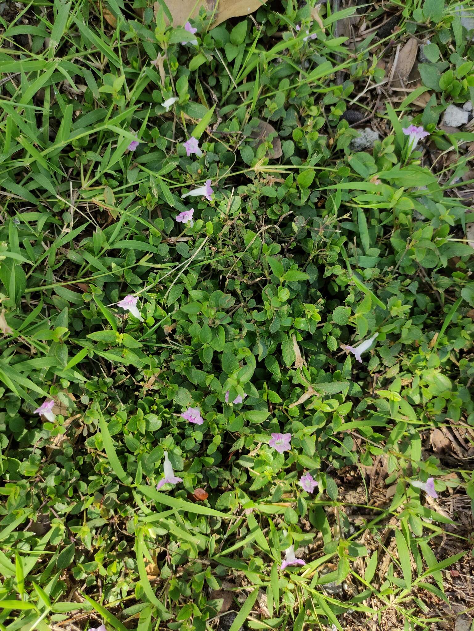 Image of Ruellia repens L.