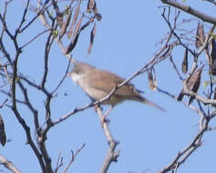 Image of Curruca communis communis (Latham 1787)