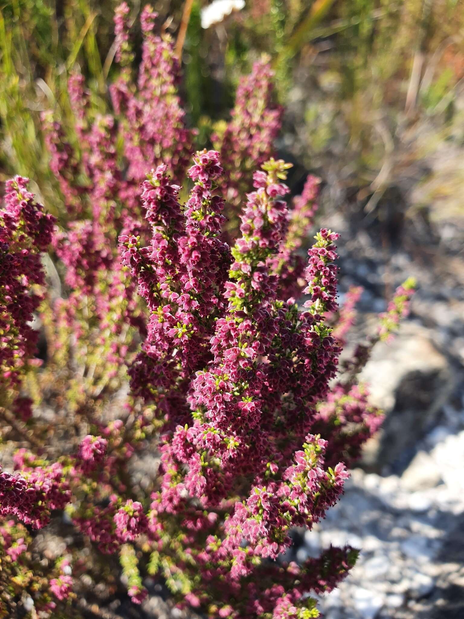 Image of Erica puberuliflora E. G. H. Oliver