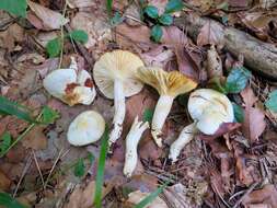 Image of Hygrophorus discoxanthus (Fr.) Rea 1908