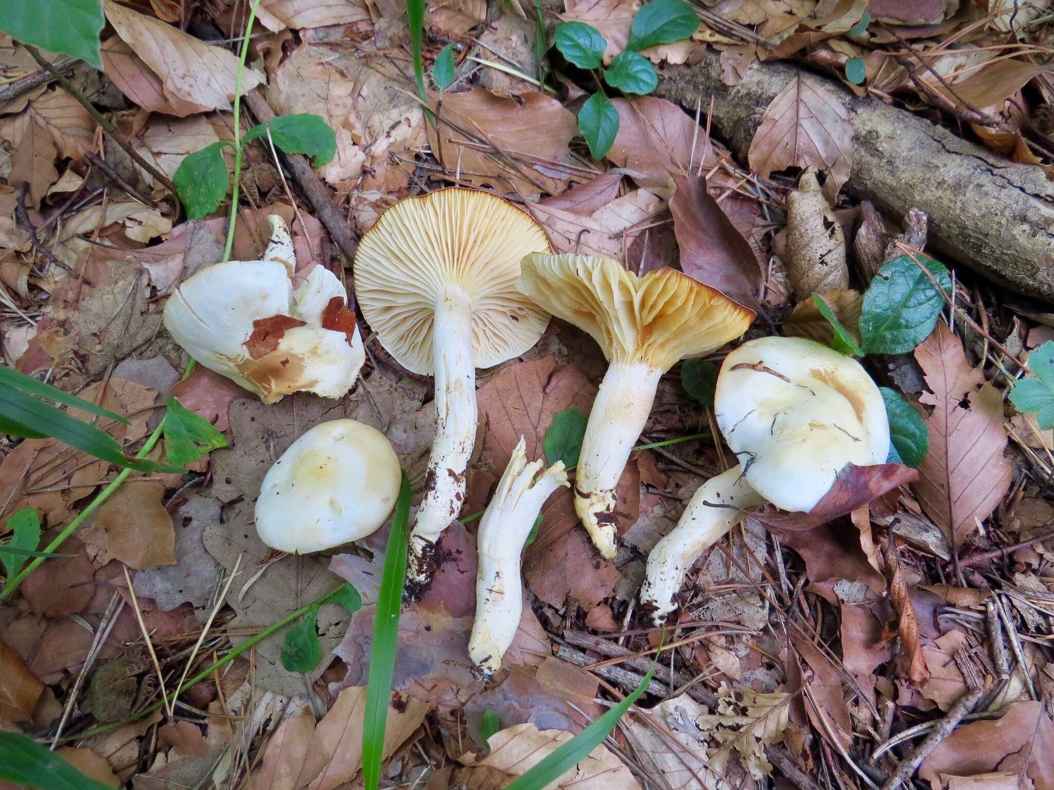 Слика од Hygrophorus discoxanthus (Fr.) Rea 1908