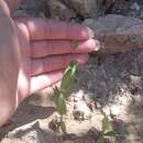 Image of Crepis ramosissima D' Urv.