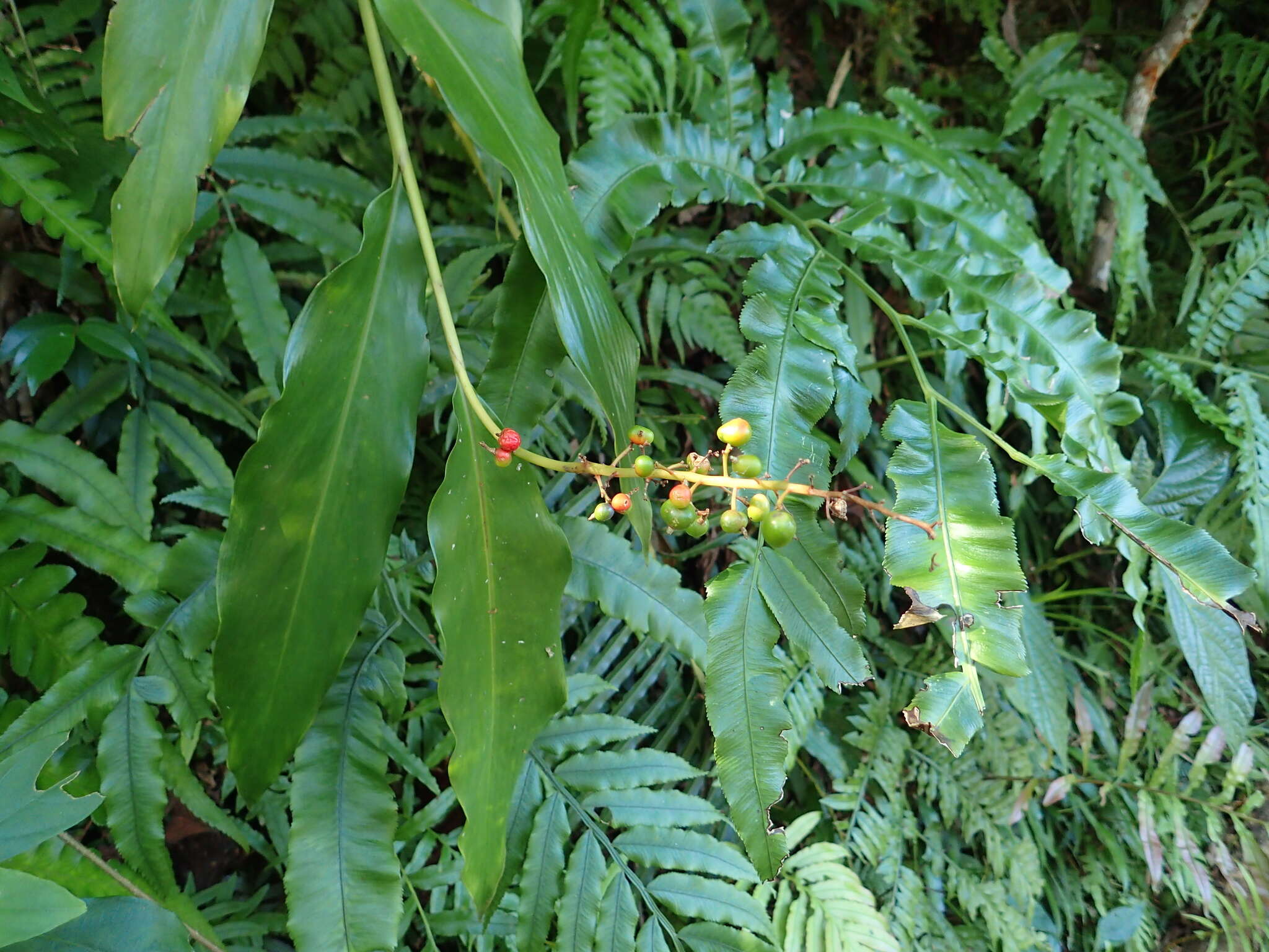 Imagem de Alpinia intermedia Gagnep.