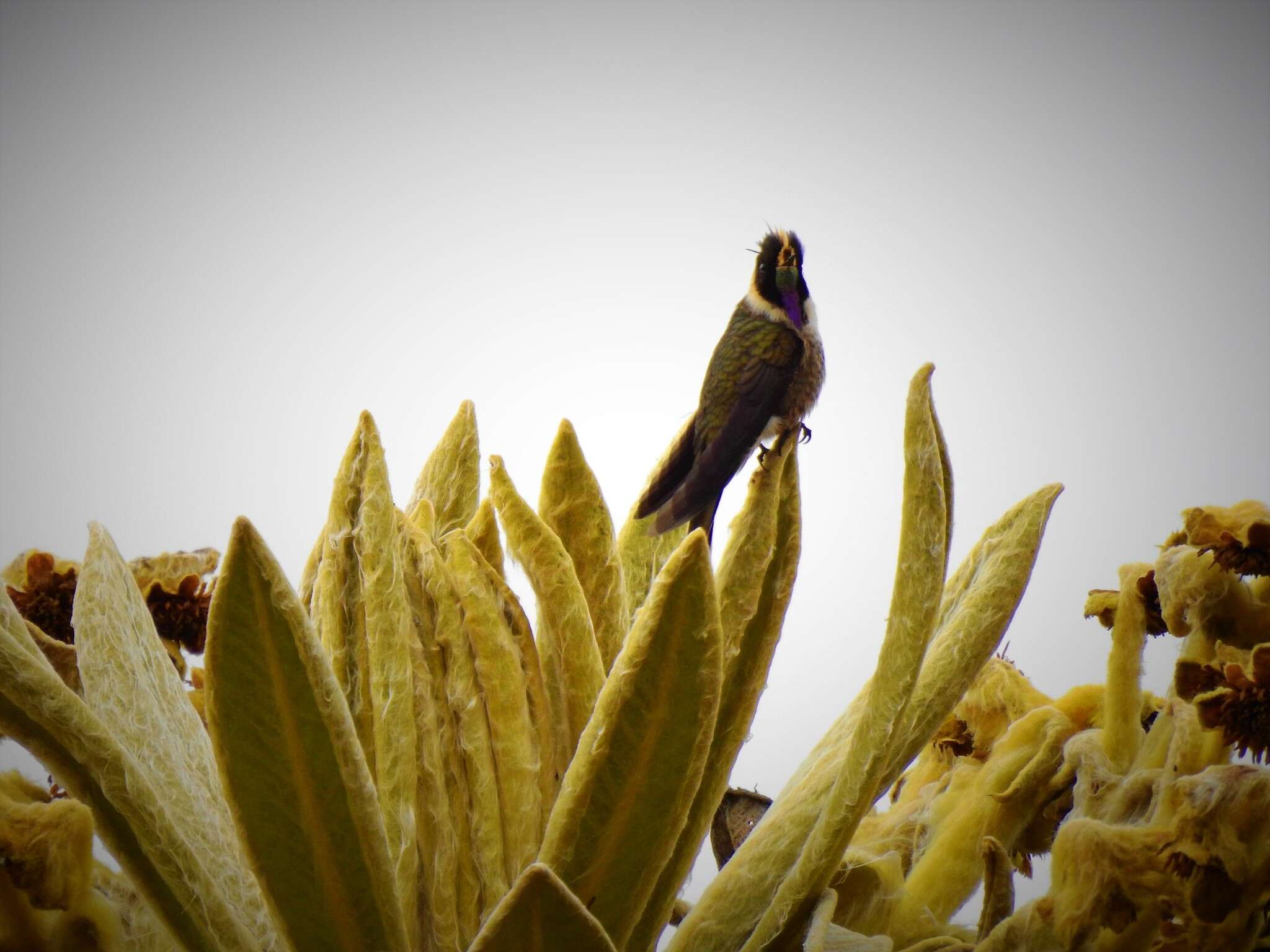 Image of Oxypogon Gould 1848