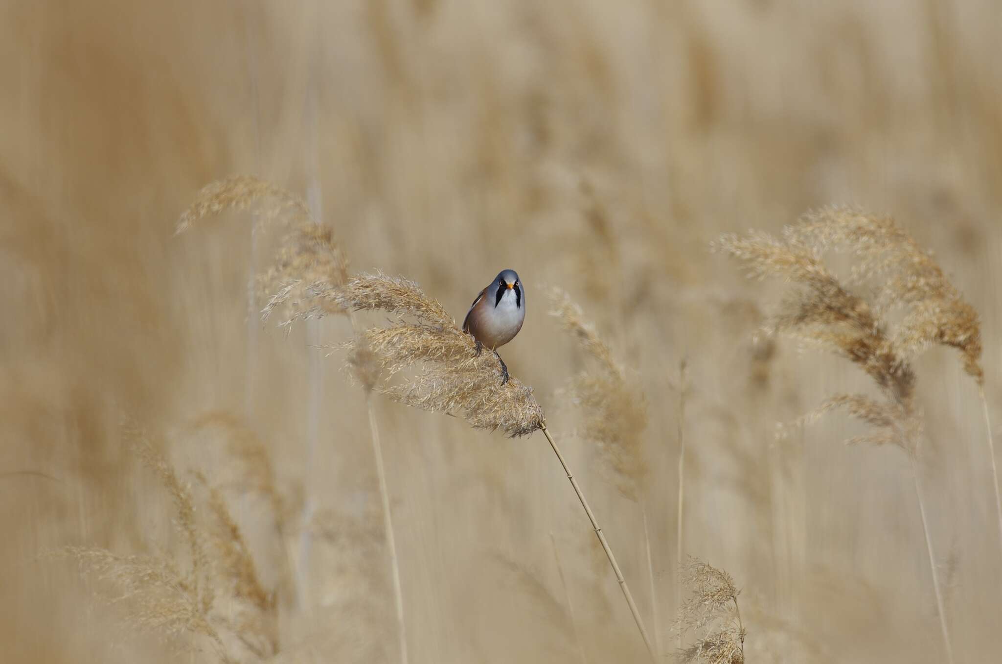 Sivun Panuridae kuva