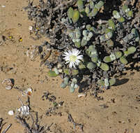 Image of Wooleya farinosa (L. Bol.) L. Bol.