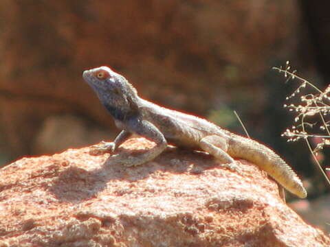 Image of Southern Rock Agama