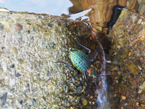 Image of Carabus (Coptolabrus) lafossei Feisthamel 1845