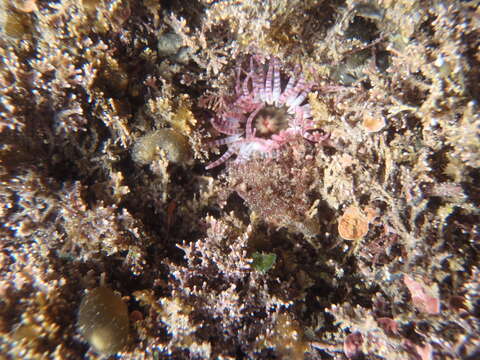 Image of Anthopleura rosea (Stuckey & Walton 1910)