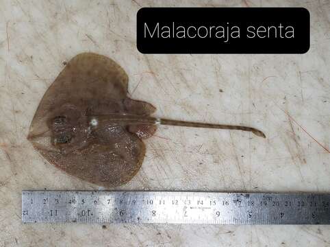 Image of Malacoraja