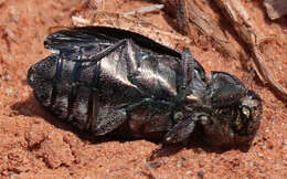 Image of Jewel beetle