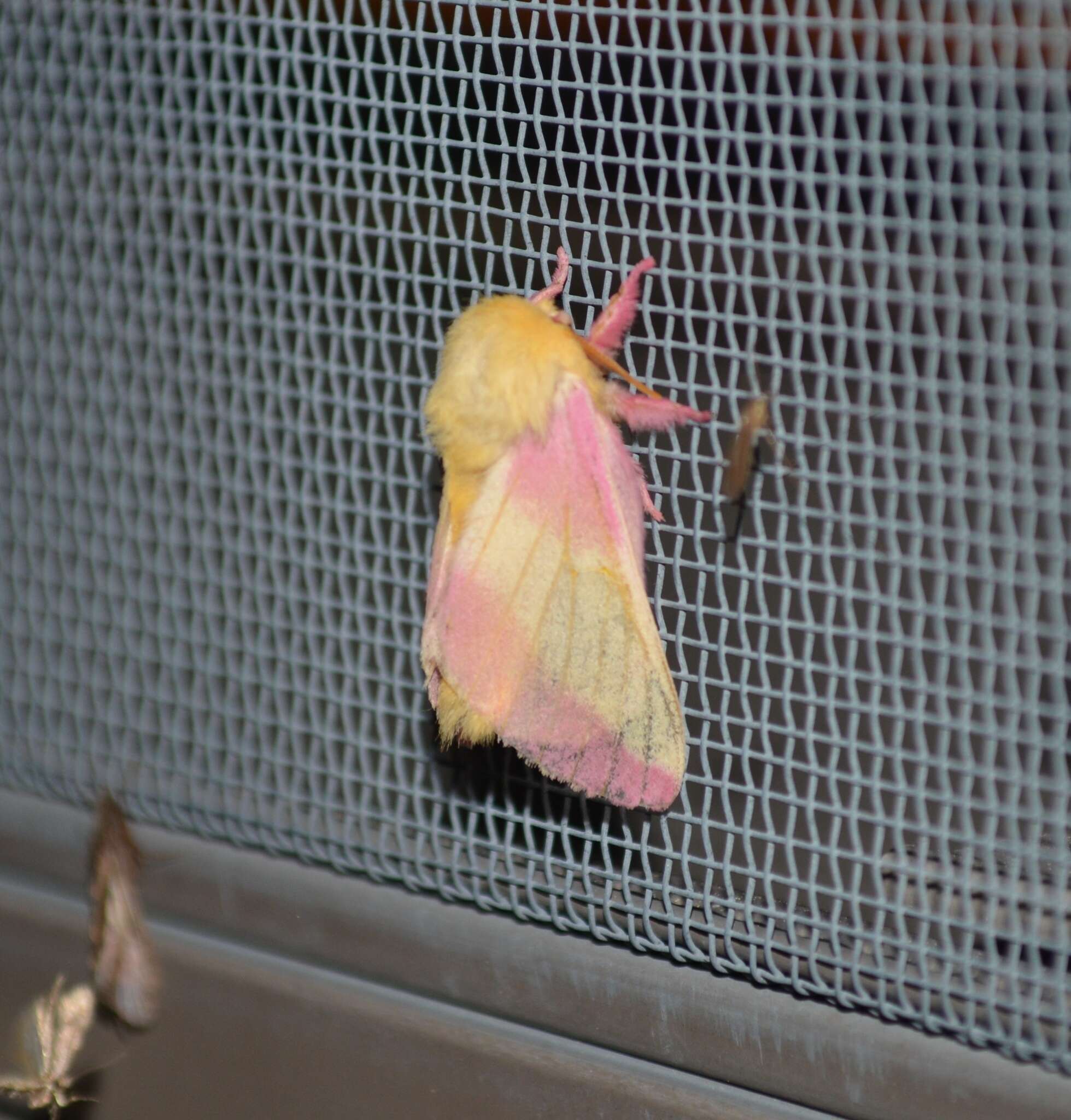 Rosy Maple Moth - Encyclopedia of Life