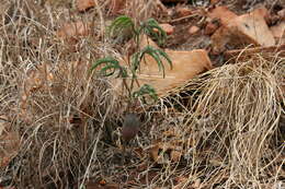 Image of Adenia wilmsii Harms